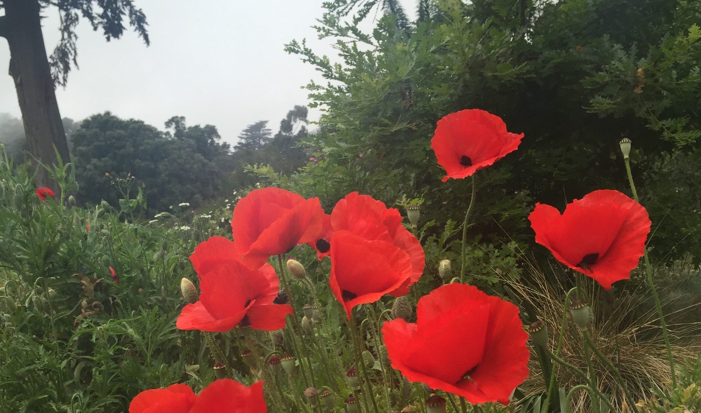red poppies in a field